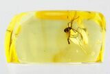 Detailed Fossil True Midge (Chironomidae) in Baltic Amber #346641-1
